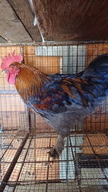 Splendido gallo Marans