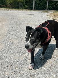 Amstaff di 8 anni