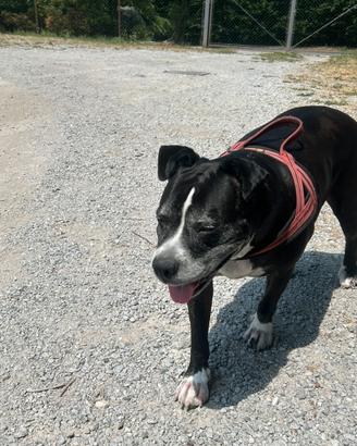 Amstaff di 8 anni
