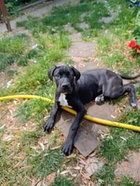 Cane corso