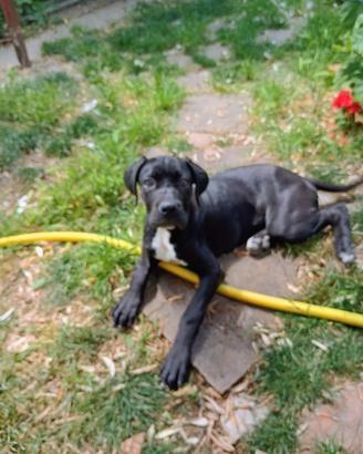 Cane corso
