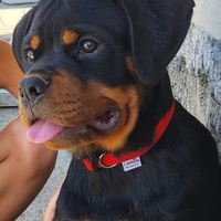 Rottweiler cuccioli