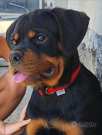 Rottweiler cuccioli