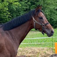 Cavallo psi Irlandese