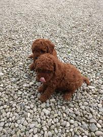 Barboncino red cuccioli