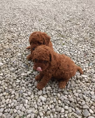Barboncino red cuccioli