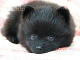 Spitz nero maschio cucciolo