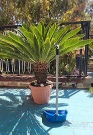 Cycas Revoluta adulta