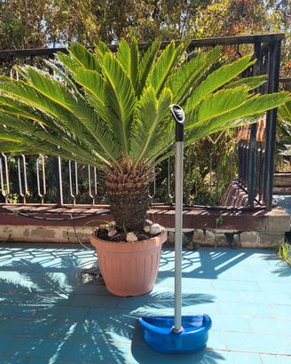 Cycas Revoluta adulta