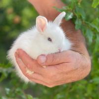 Coniglio nano