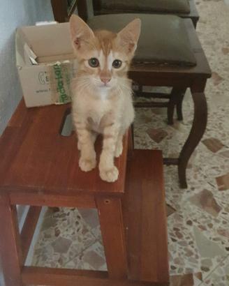 Cuccioli di gatto