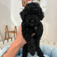 Barboncino toy nero