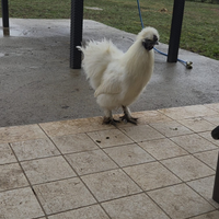 Gallo moroseta bianco