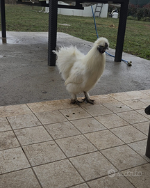 Gallo moroseta bianco