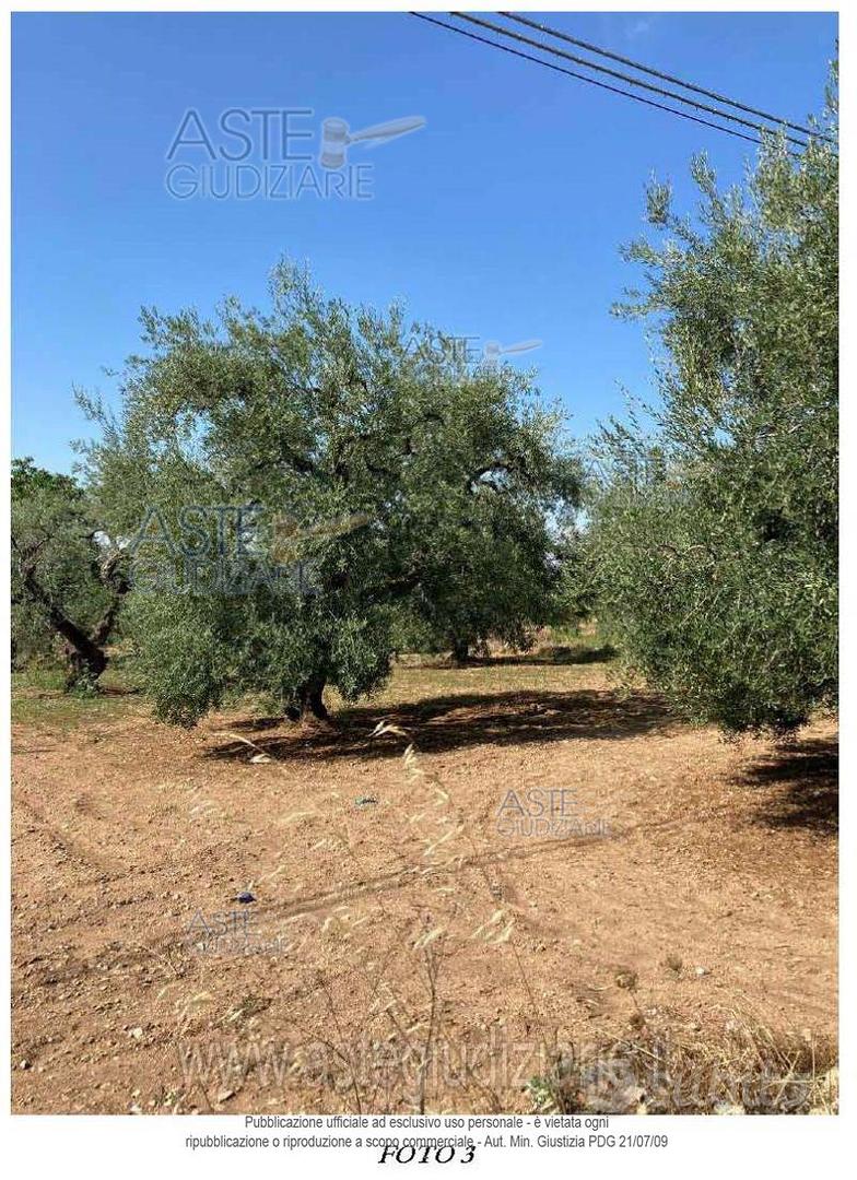 Terreno Agricolo Bitonto [A4354217] - Vista 3