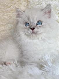 Gattino persiano Brithish Long hair  occhi azzurri