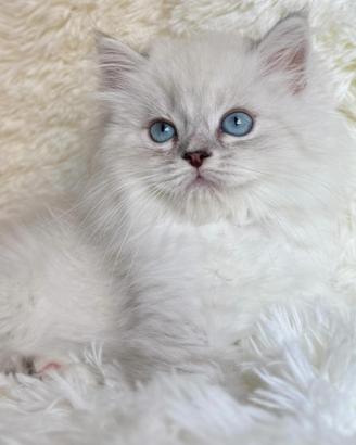 Gattino persiano Brithish Long hair  occhi azzurri