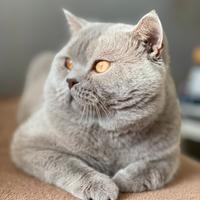 British shorthair