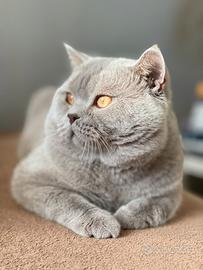 British shorthair