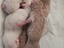 Immagine 6