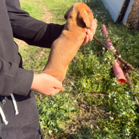 Cucciolli di bassotto color fulvo