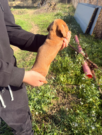 Cucciolli di bassotto color fulvo