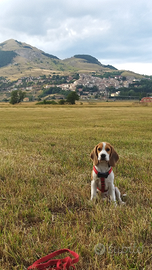 Cucciolona di beagle originale