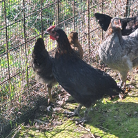 Australorp giovani