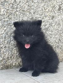 Spitz nano tedesco