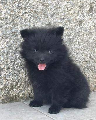 Spitz nano tedesco