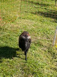 Ariete pecora Nana Ouessant