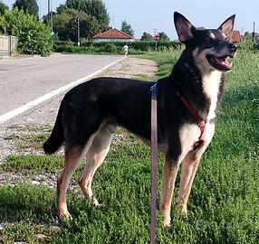 BOLT, cane buonissimo a Milano