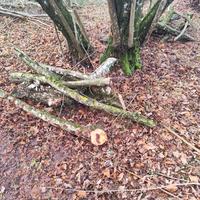 Legna da ardere di nocciolo in regaloo