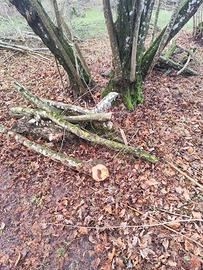 Legna da ardere di nocciolo in regaloo