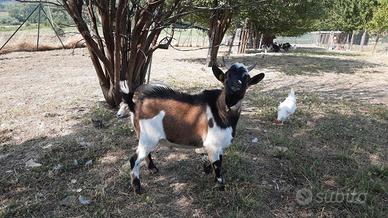 Capre tibetane