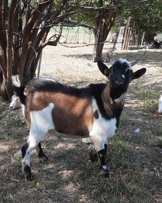 Capre tibetane