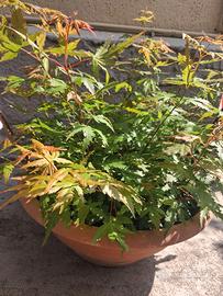 acer japonicum verdi