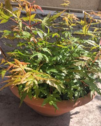 acer japonicum verdi