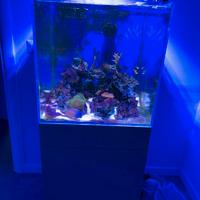 Acquario aqpet 50x50 completo