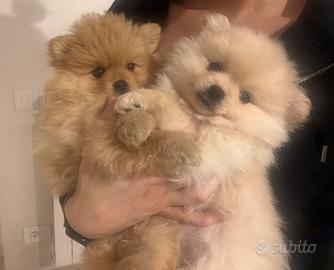 Volpine Spitz di Pomerania