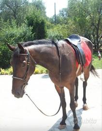 Trottatore Italiano (Castrone)