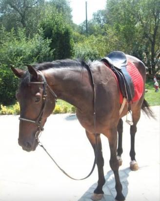 Trottatore Italiano (Castrone)