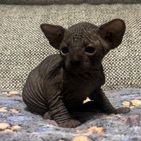 Sphynx