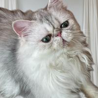 Gatta persiana blu silver con pedigree