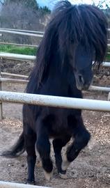 Vendita Pony