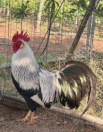 Gallo Livornese Collo Argento