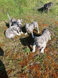 Cuccioli American Bully