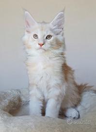 cuccioli Maine Coon con pedigree
