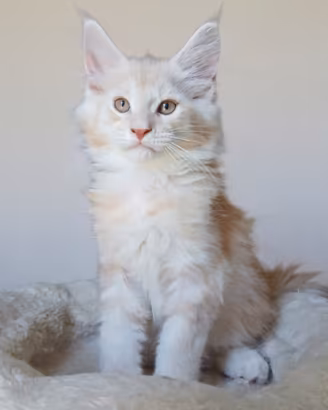 cuccioli Maine Coon con pedigree
