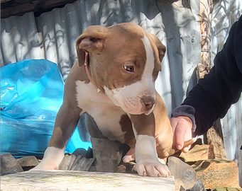 American pitbull con vaccinazioni e libretto